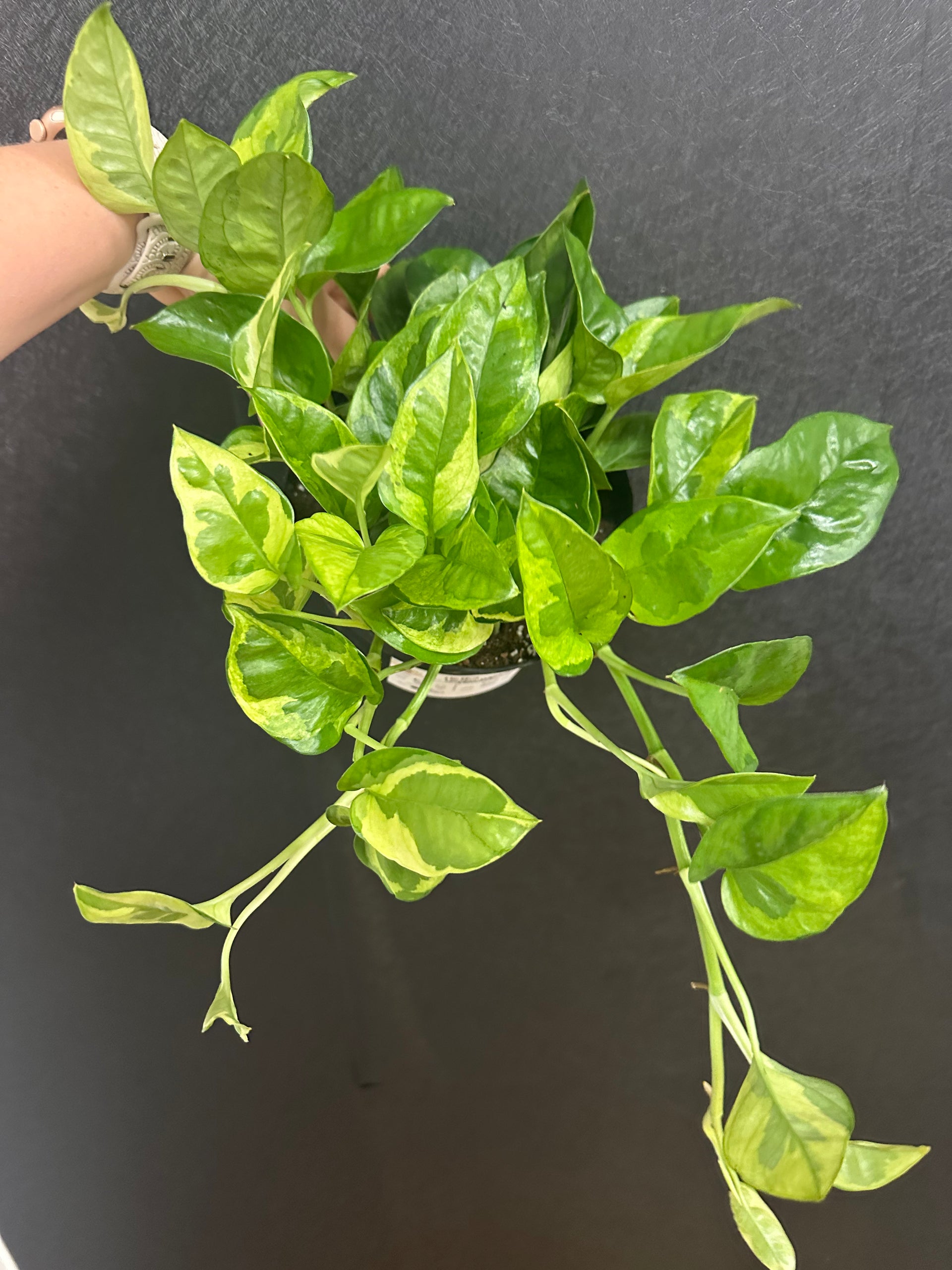 Lemon Meringue Pothos 6in – Blossom + Branch Houseplants