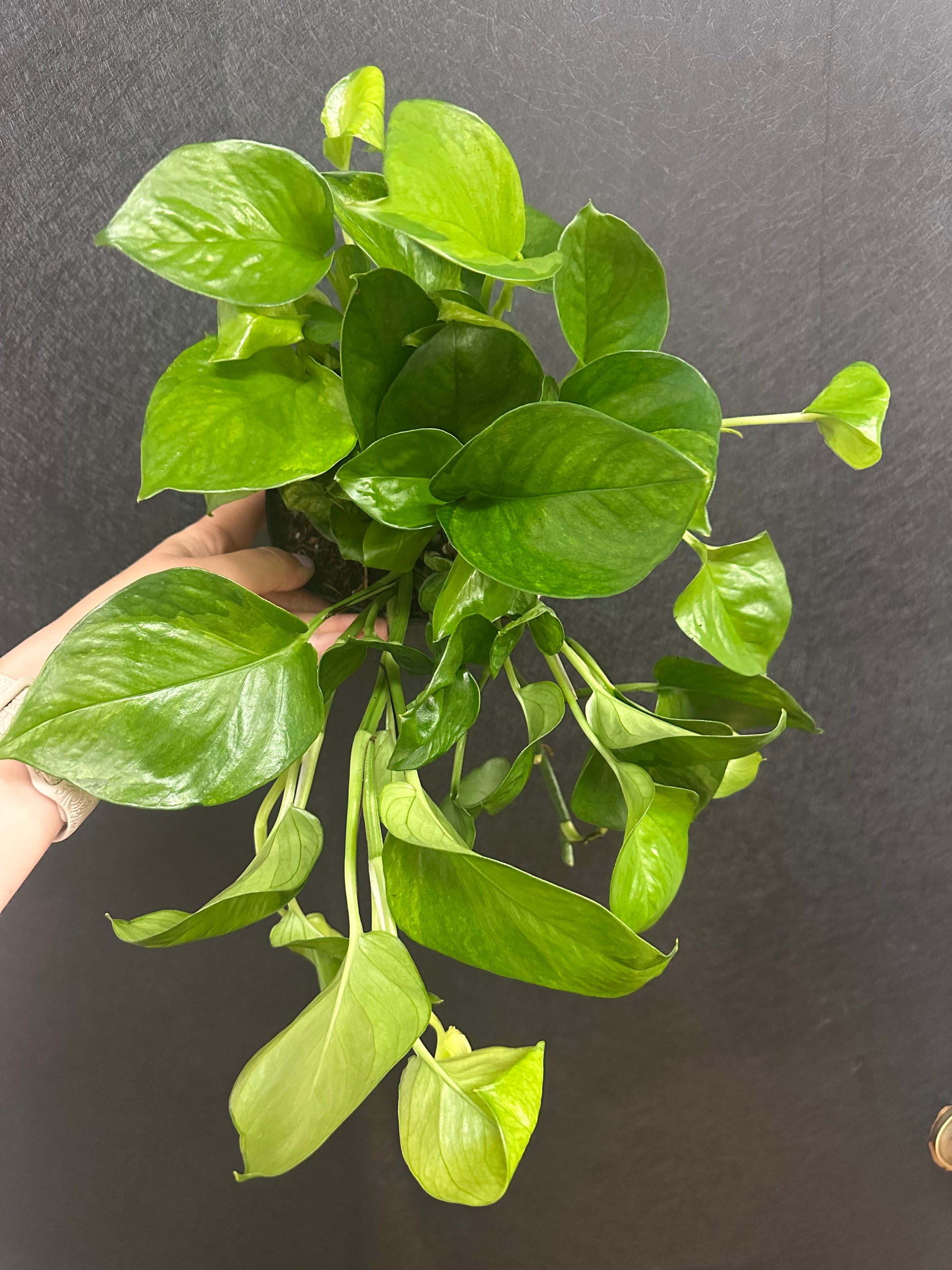 most popular pothos Lemon Top Pothos 6in