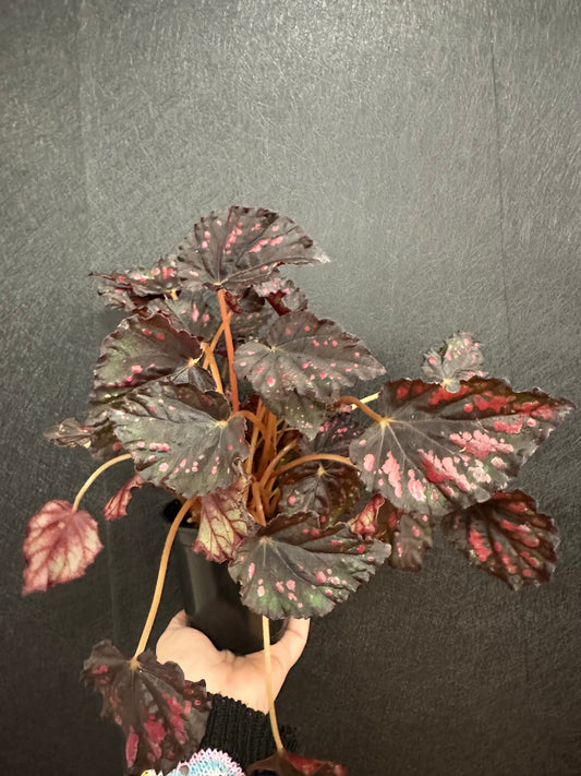 Etna Begonia 4in