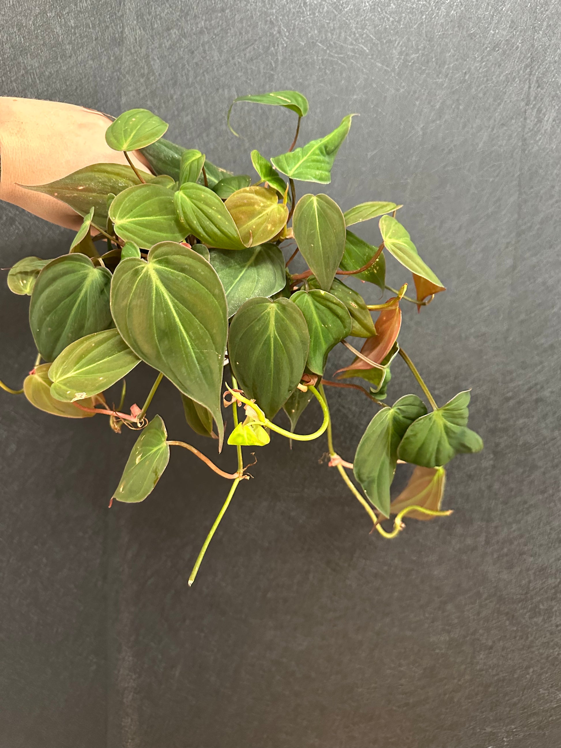 philodendron branch Mican Philodendron 4in