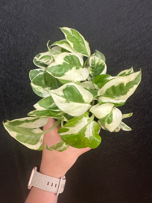 Pothos n Joy 4in