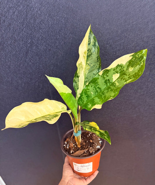 Manila Pride Aglaonema 4in