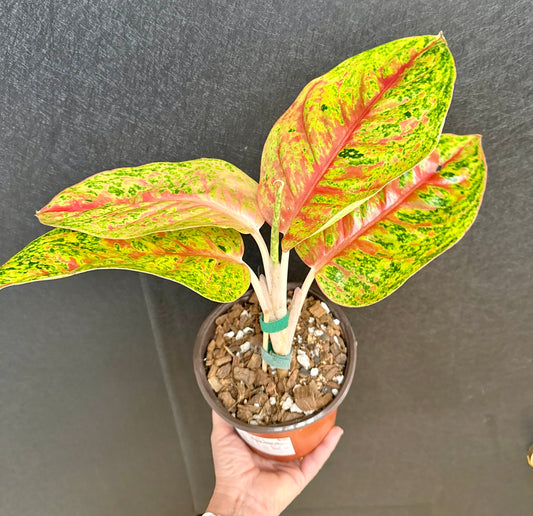 Heng Heng Aglaonema 6in