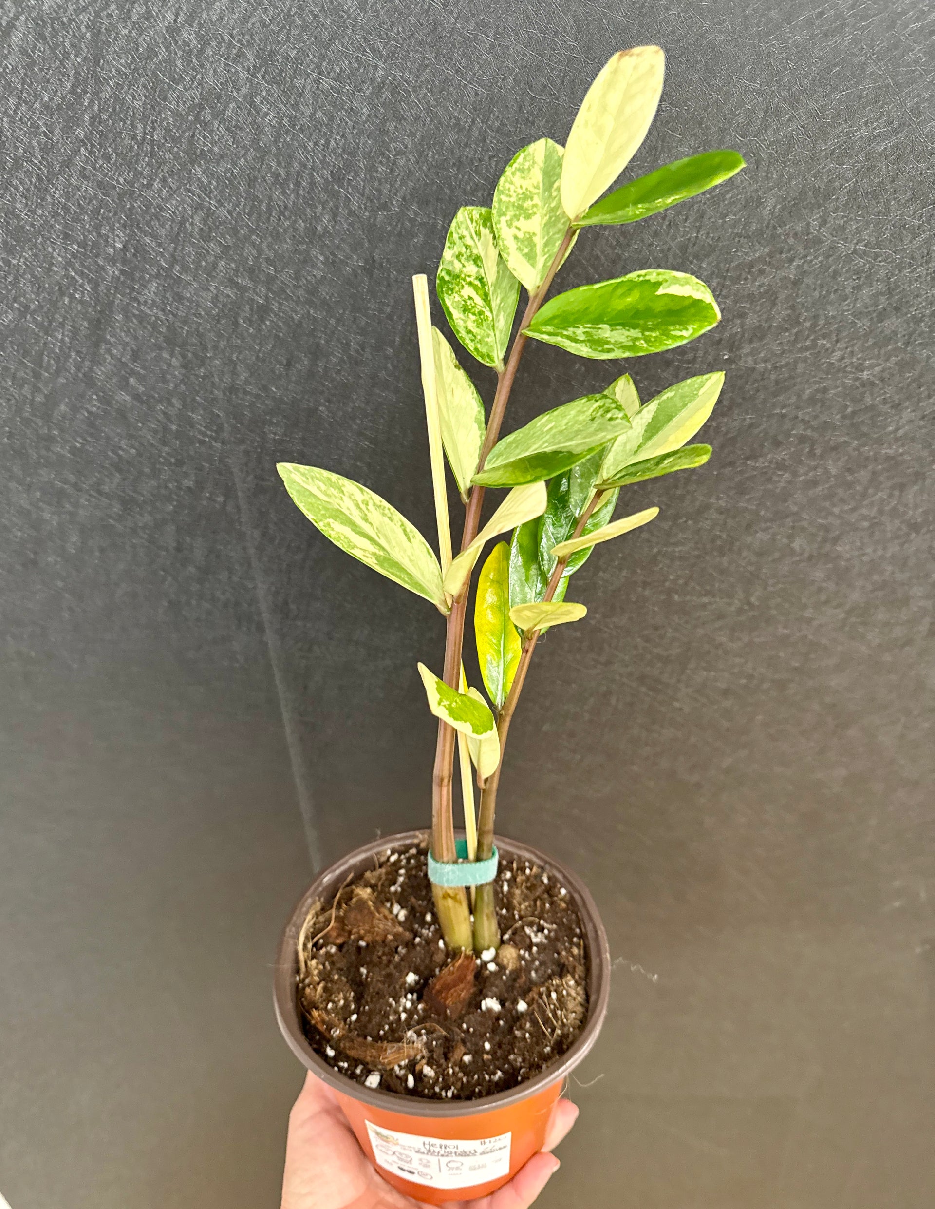 variegated zz plant online india Variegated ZZ 6in