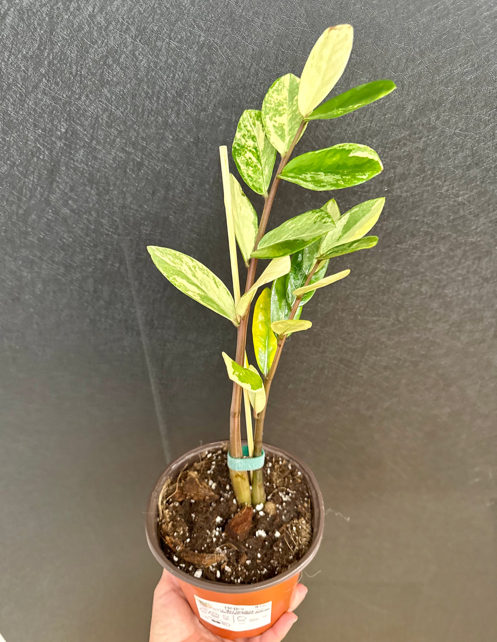 variegated zz plant for sale Variegated ZZ 6in