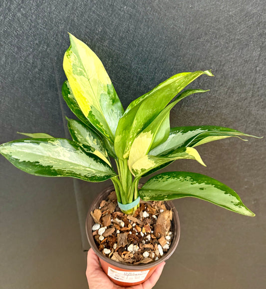 Suwannaphummi Aglaonema 6in