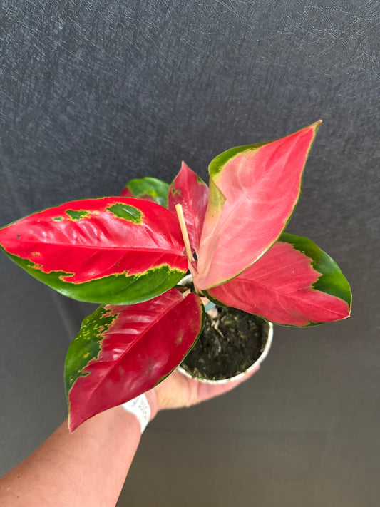 Hello Kitty Aglaonema 4in
