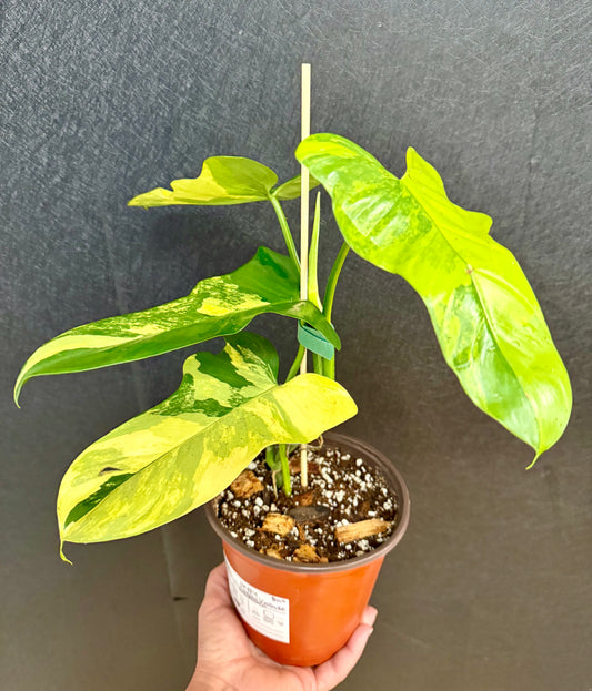 Philodendron Golden Violin, variegated 6in
