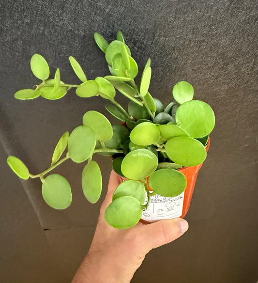 String of Coins 4in