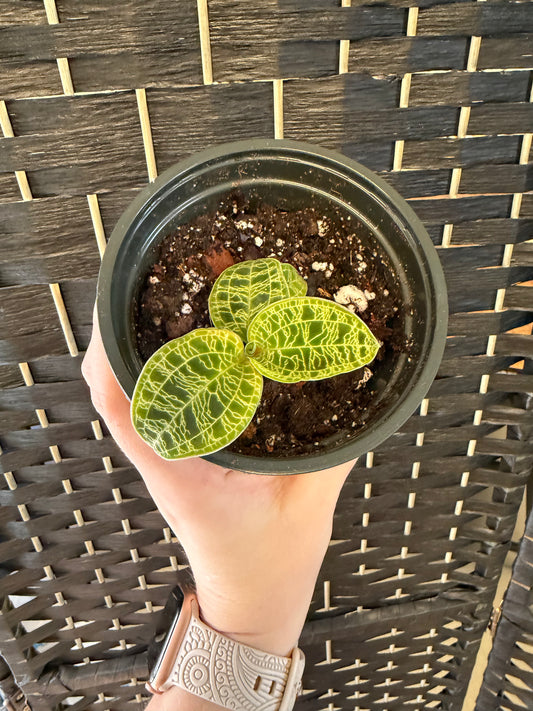 Jewel Orchid 4in