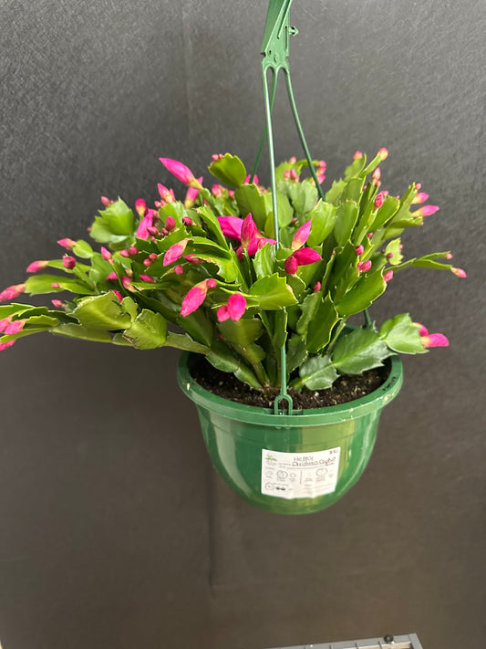 Christmas Cactus Basket 8in