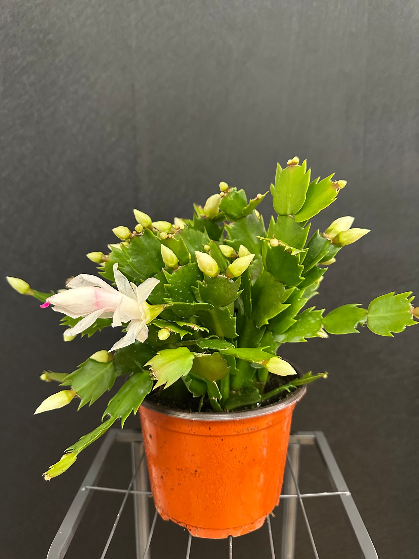 Christmas Cactus 6in