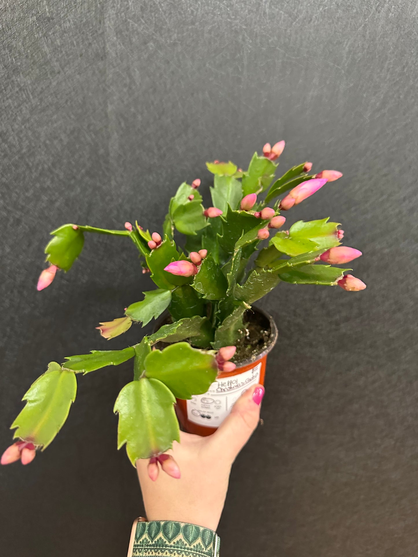 Christmas Cactus 4in