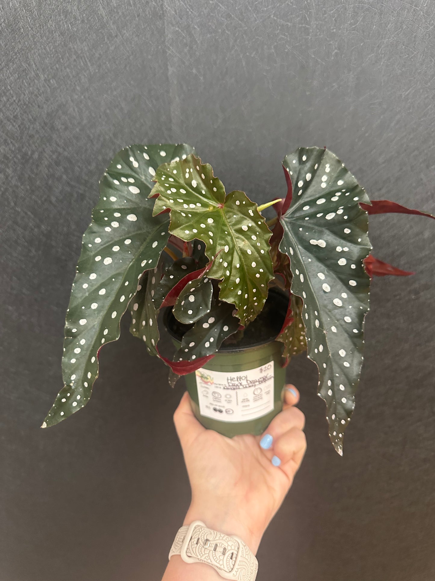 Dark Dreamer Angel Wing Begonia 4in