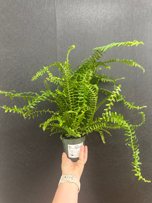 Kimberly Queen Fern 4in