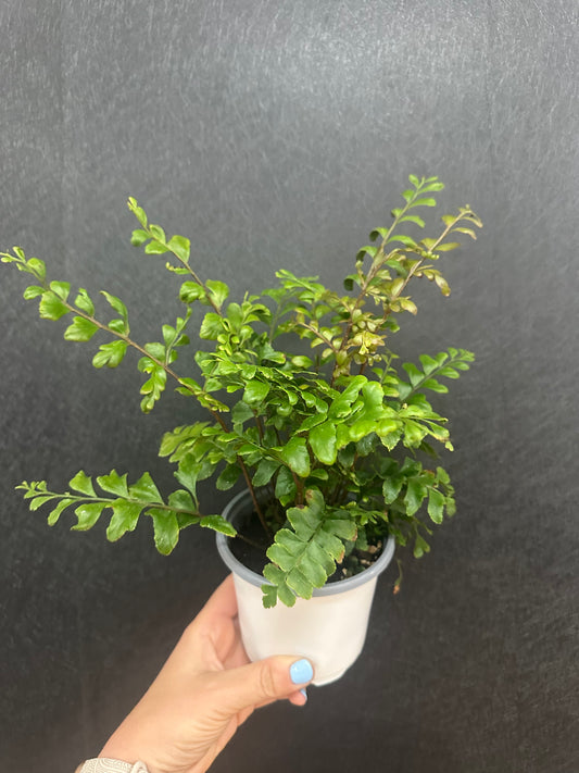 Mahogany Fern 4in