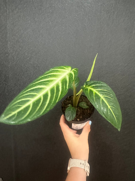 Xanthosoma lindenii ‘Magnificum’ 4in