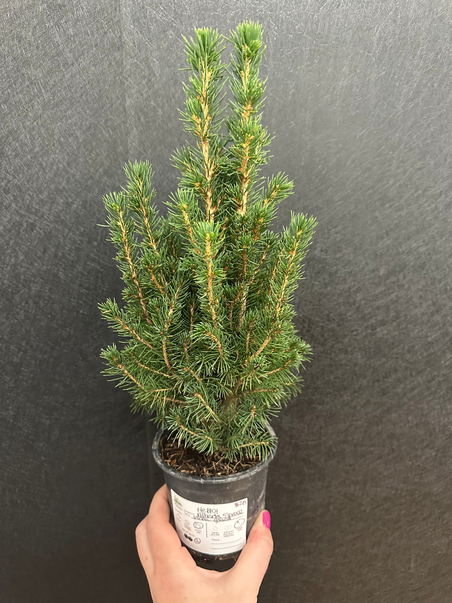 Dwarf Alberta Spruce 4in