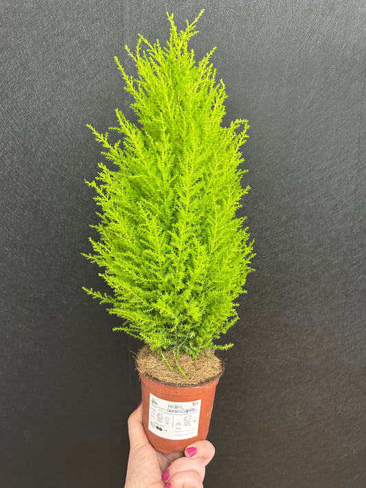 Lemon Cypress 4in