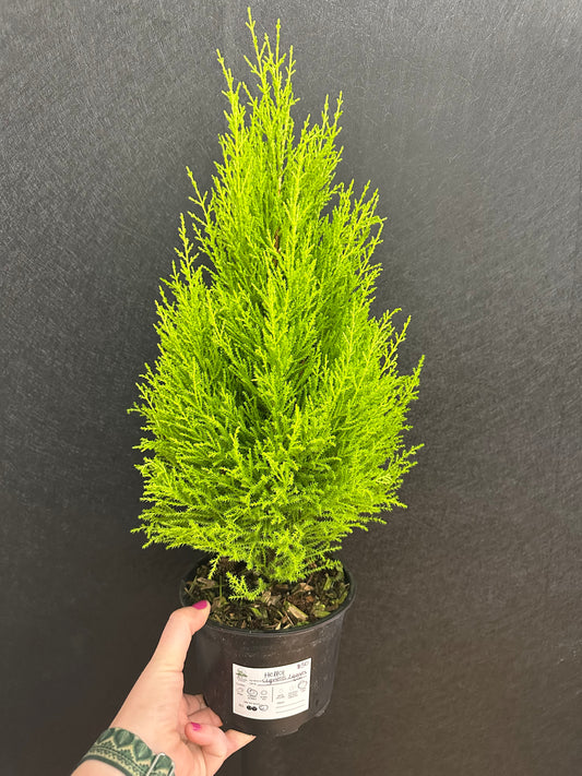 Lemon Cypress 6in