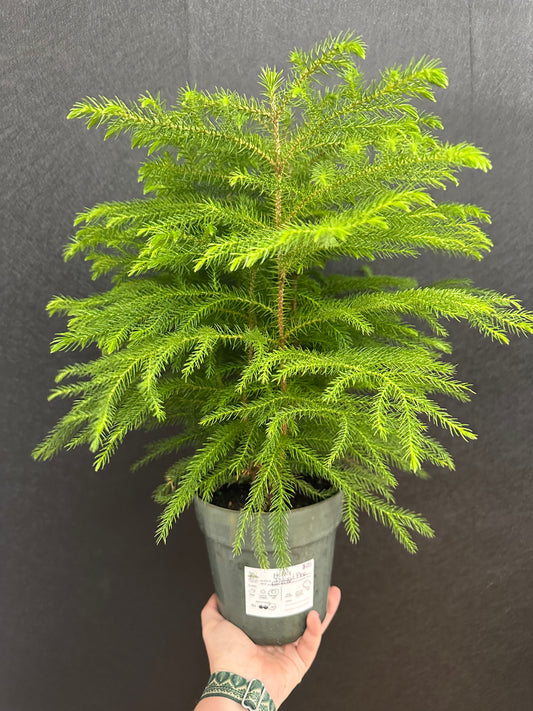 Norfolk Island Pine 6in