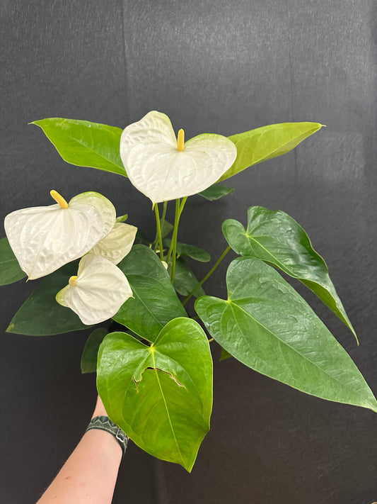 White Anthurium 6in