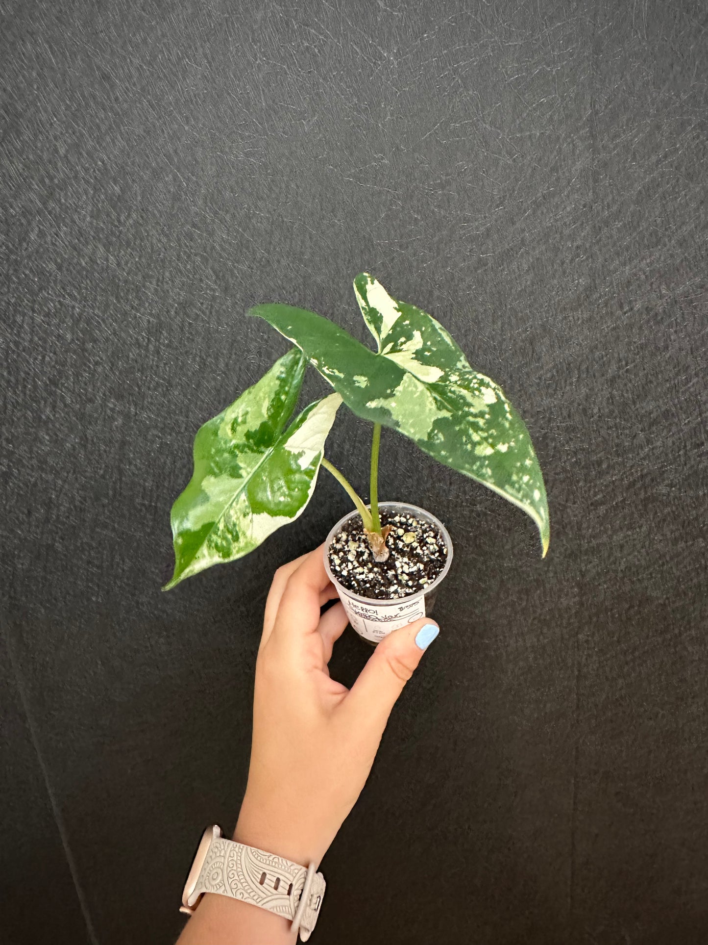 Alocasia Simpo Variegated 2in