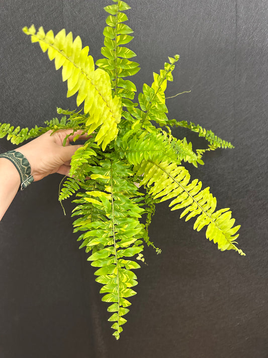 Tiger Fern, Variegated 4in