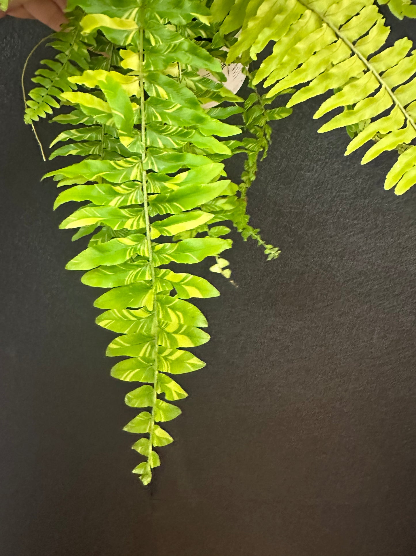 Tiger Fern, Variegated 4in