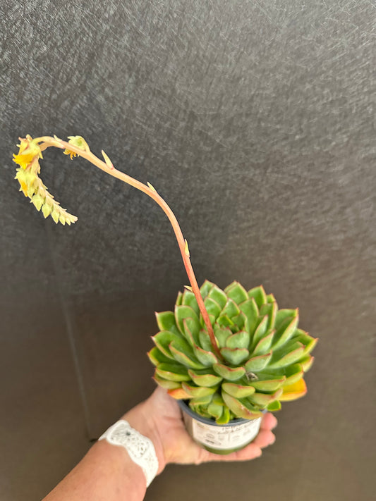 Big Surprise Echeveria 4"