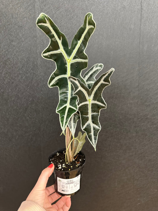 Alocasia Nobilis 4in