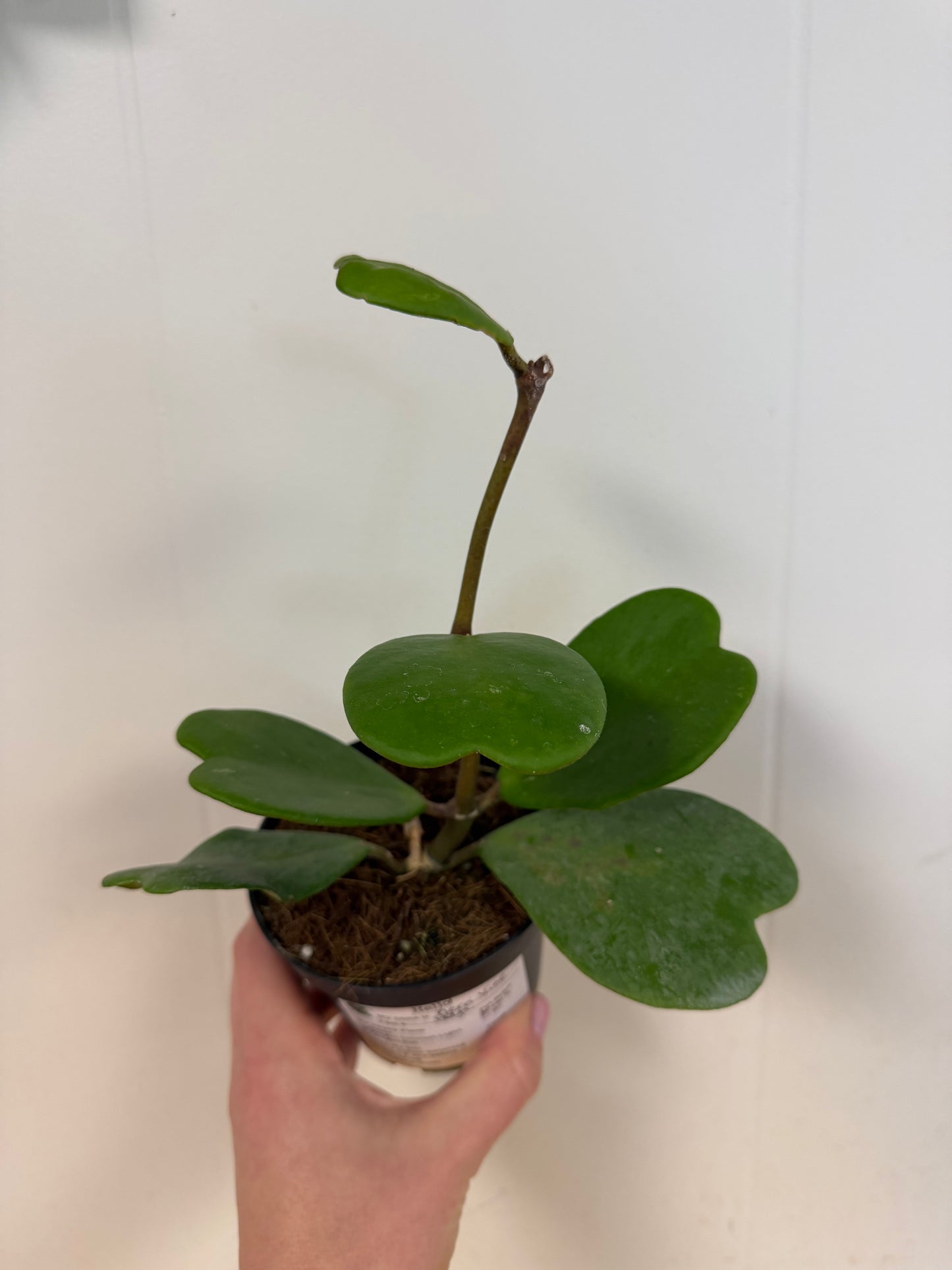 Hoya Kerri Vine 4in