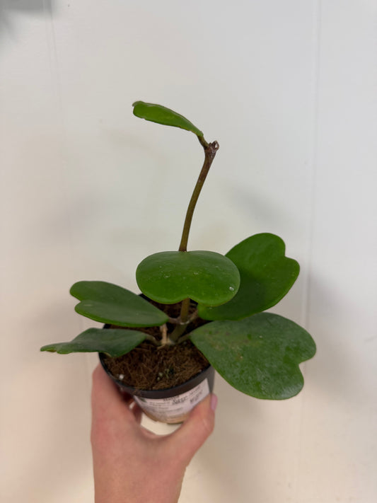 Hoya Kerri Vine 4in