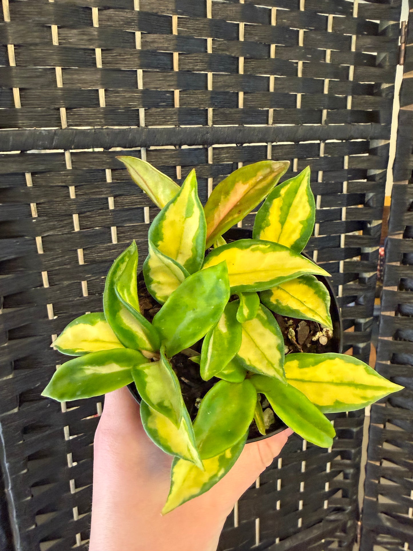 Hoya Krimson Princess 4in
