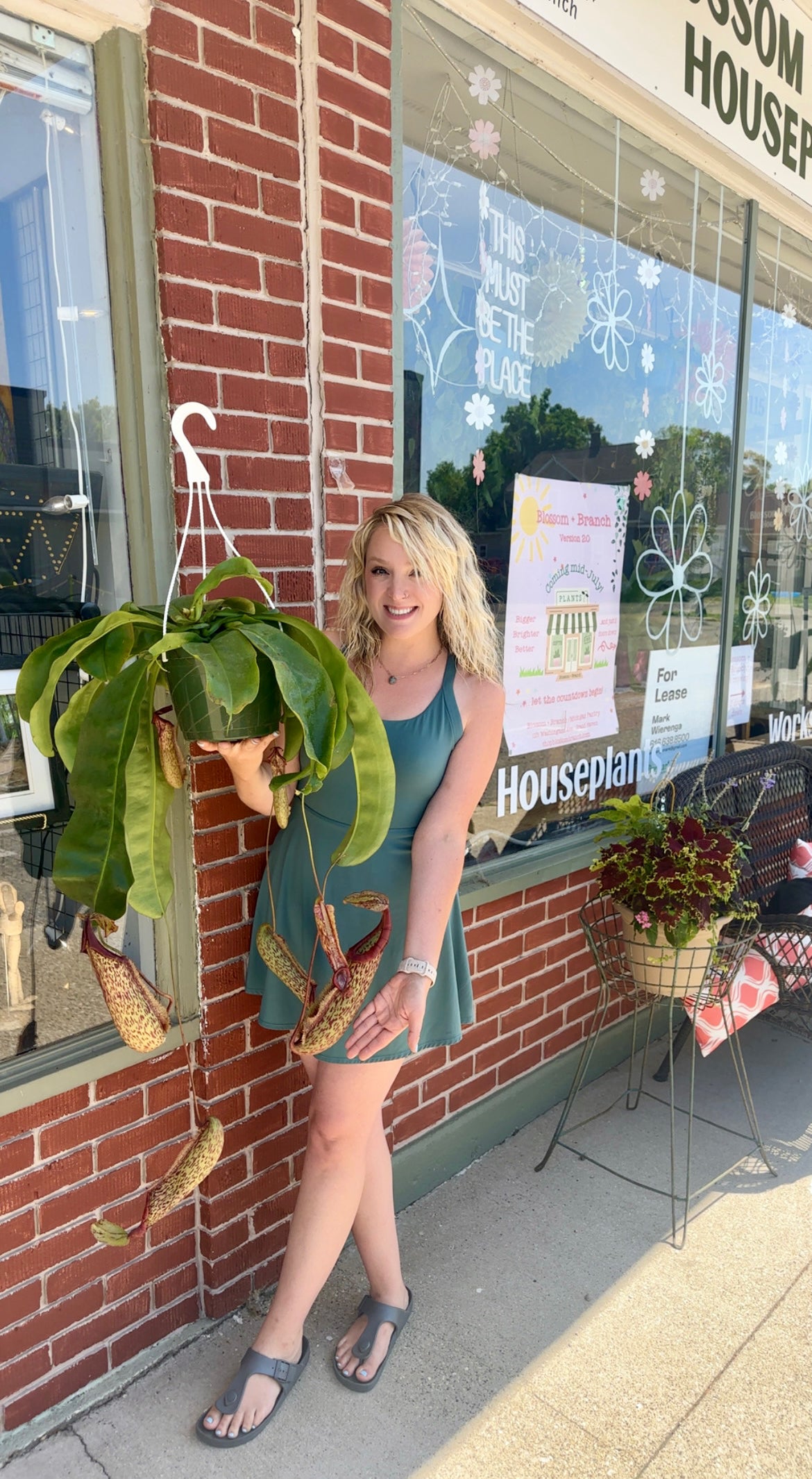 Monkey Cup Pitcher Plant-8in hanging