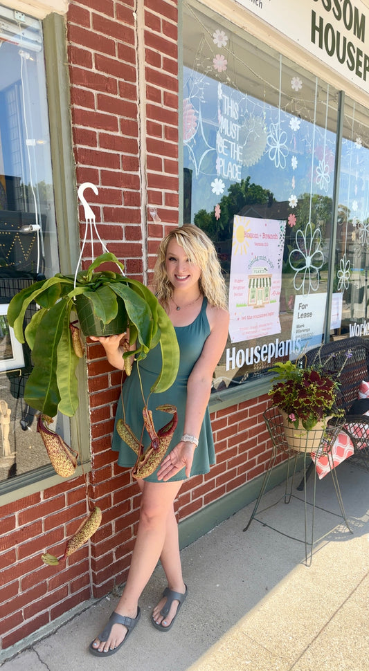 Monkey Cup Pitcher Plant-8in hanging