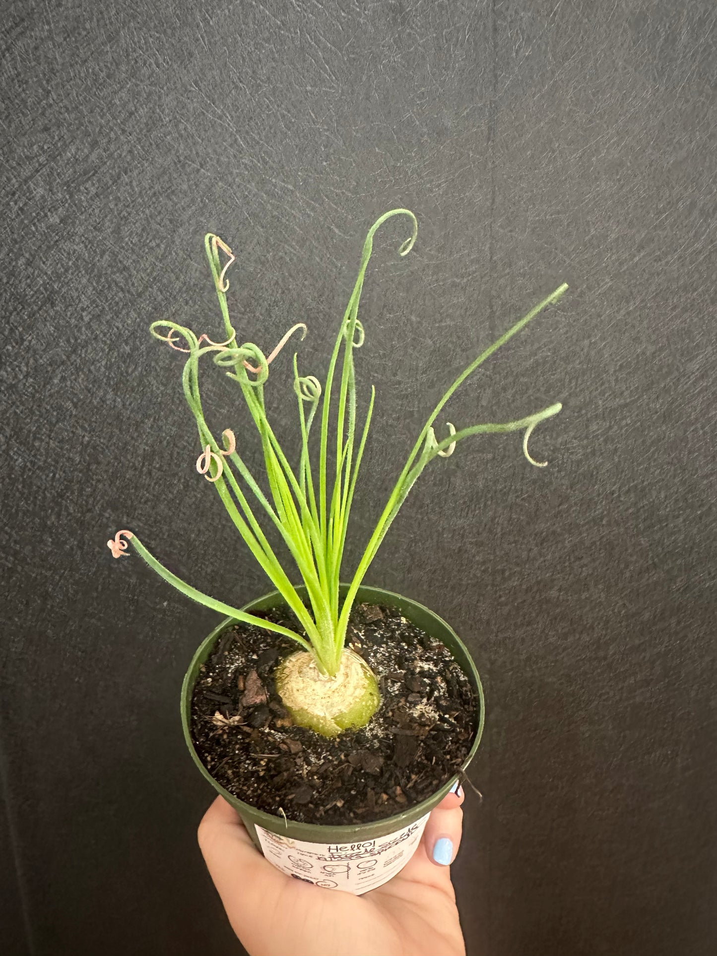 Frizzle Sizzle 4in