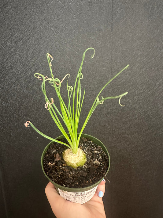 Frizzle Sizzle 4in