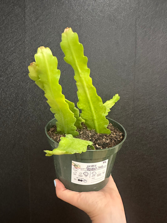 Beavers Tail Cactus 6in