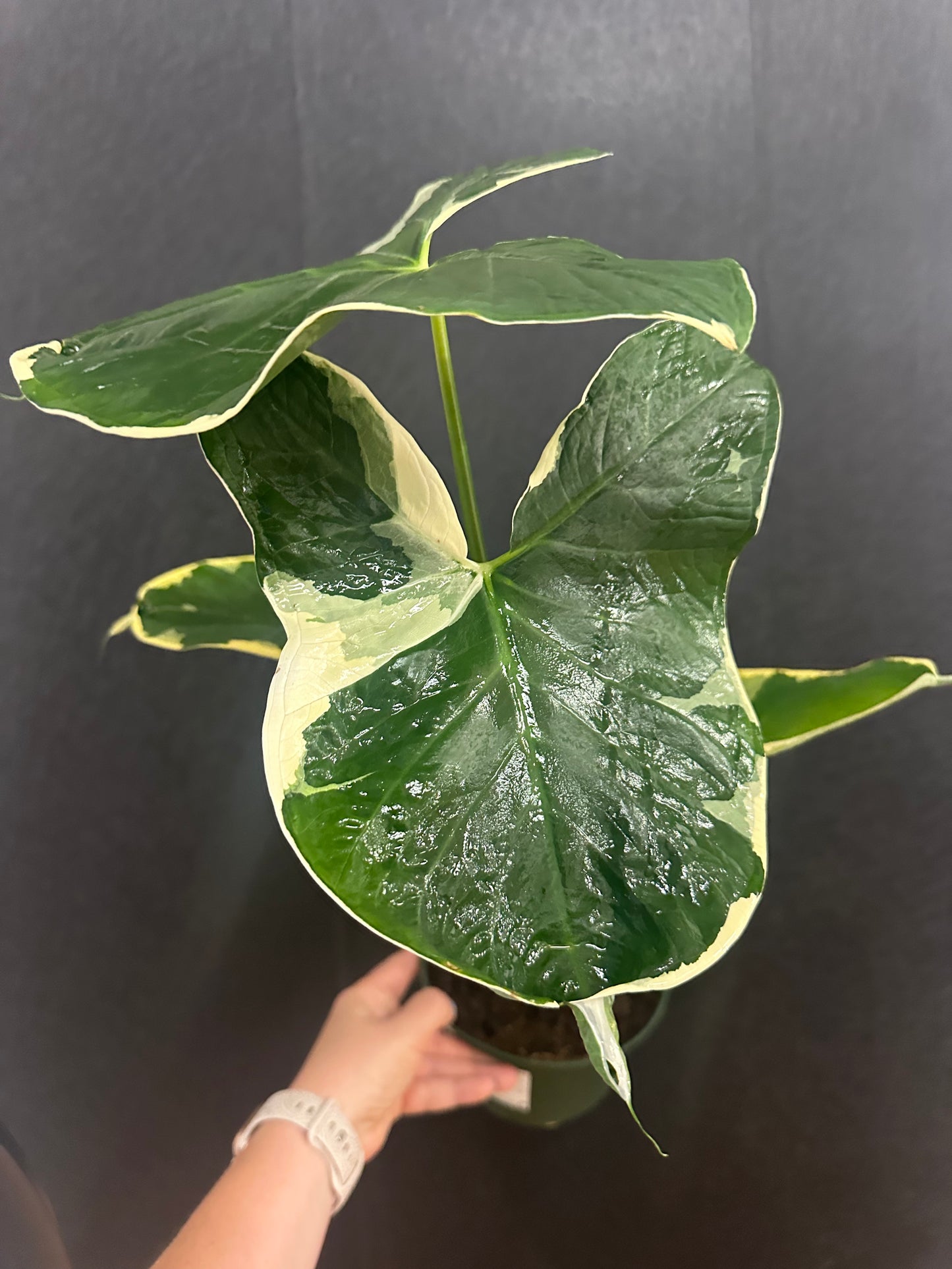 Mickey Mouse Alocasia 6in