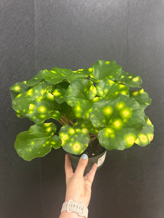 Firefly Farfugium 6in