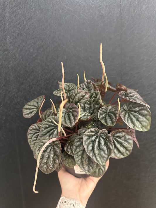Ripple Red Pepermonia 6in