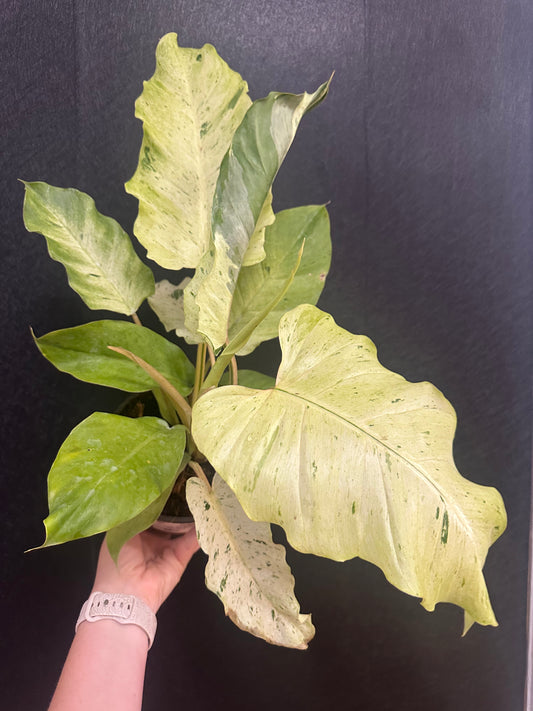 Snowdrift Philodendron 6in