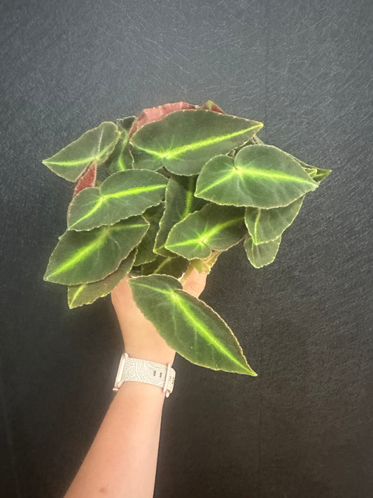 Begonia Listada 4in
