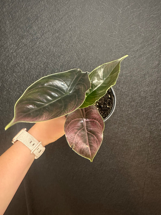 Alocasia Azlanii Red Mambo 4in