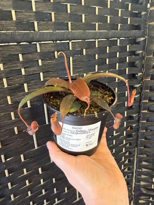 Rebecca Slipper Nepenthes 4in