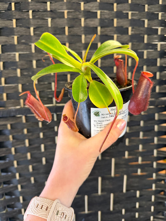 Lowii Nepenthes 4in