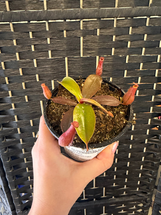 Gaya Nepenthes 4in