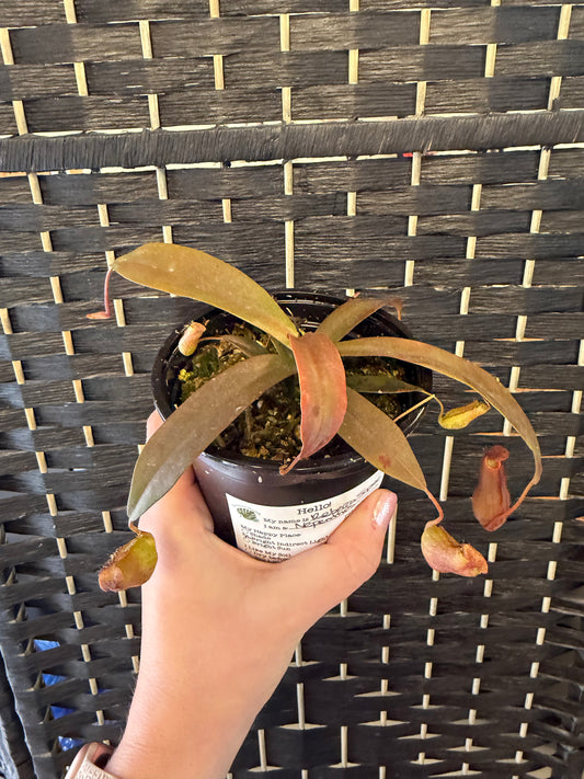 Rebecca Slipper Nepenthes 4in
