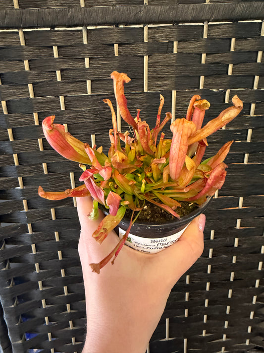 Maroon Sarracenia 4in